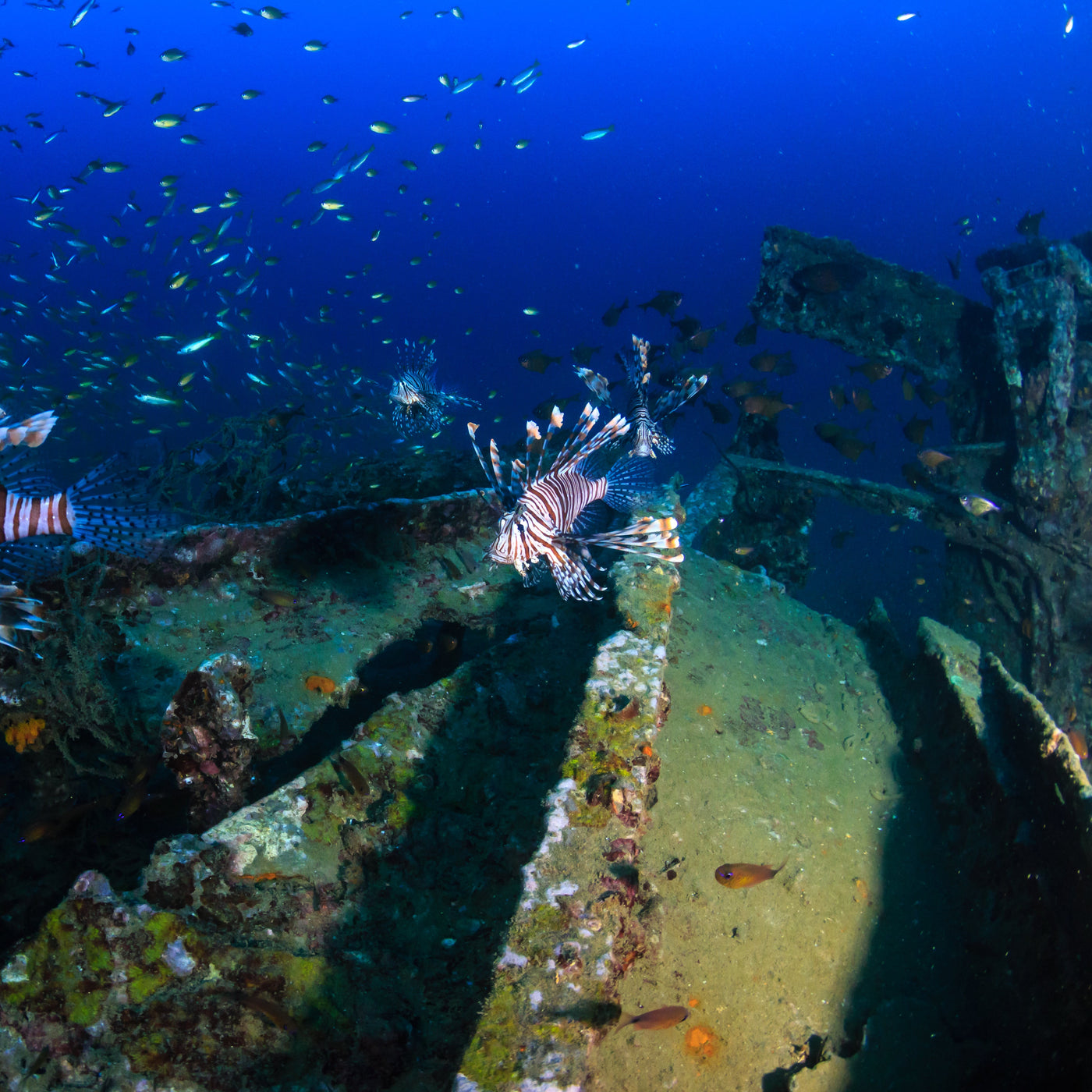 BOONSUNG WRECK  - Diving Trip (from Khao Lak)