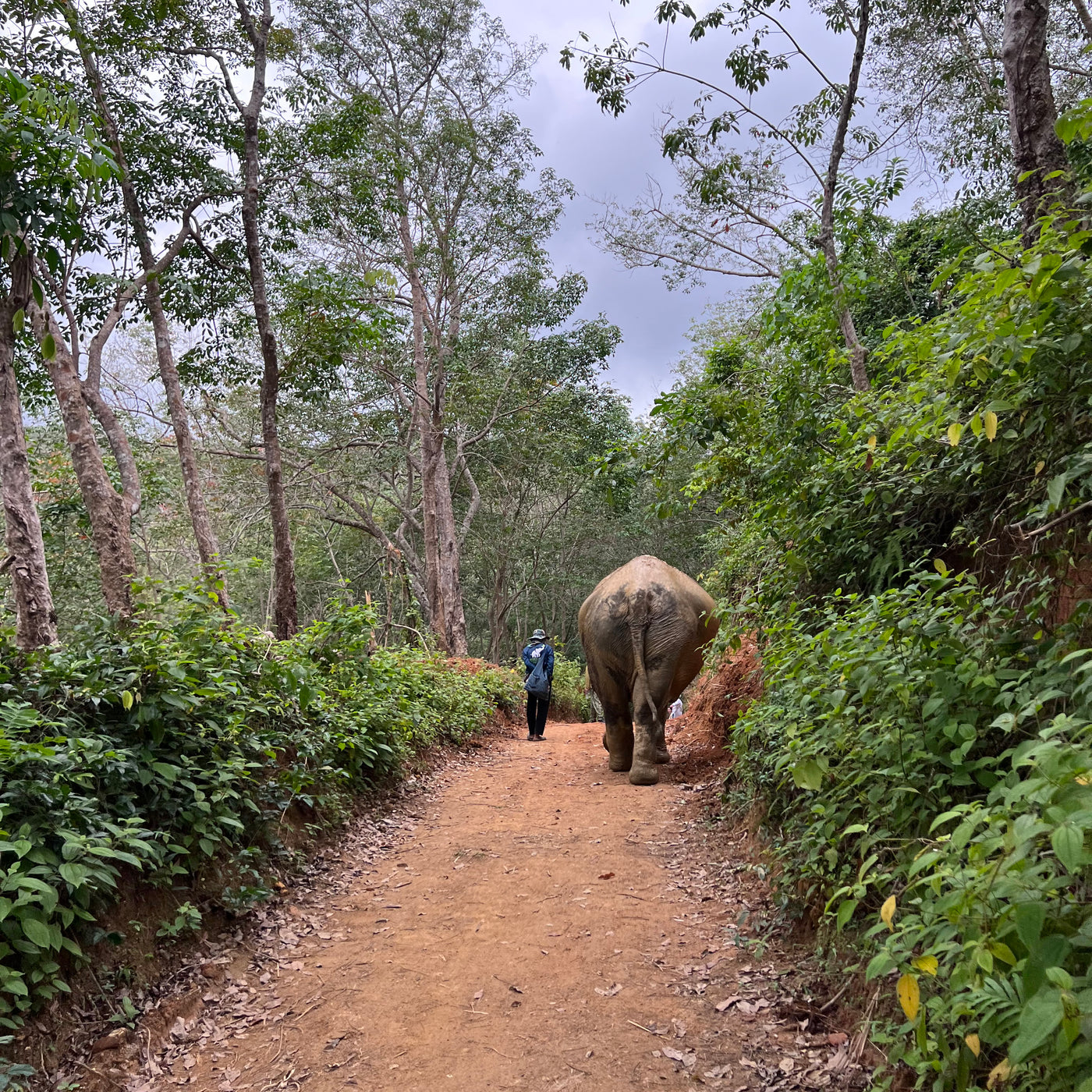 ETHICAL ELEPHANT EXPERIENCE (from Phuket)