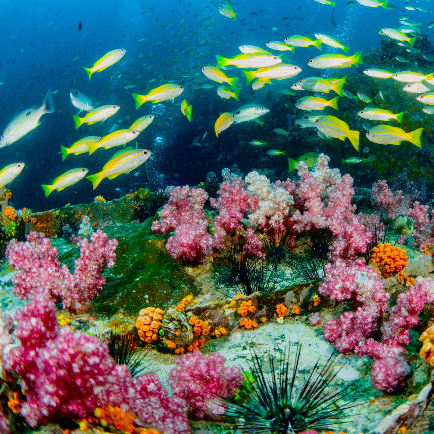 SEA CHART WRECK - Diving Trip (from Khao Lak)