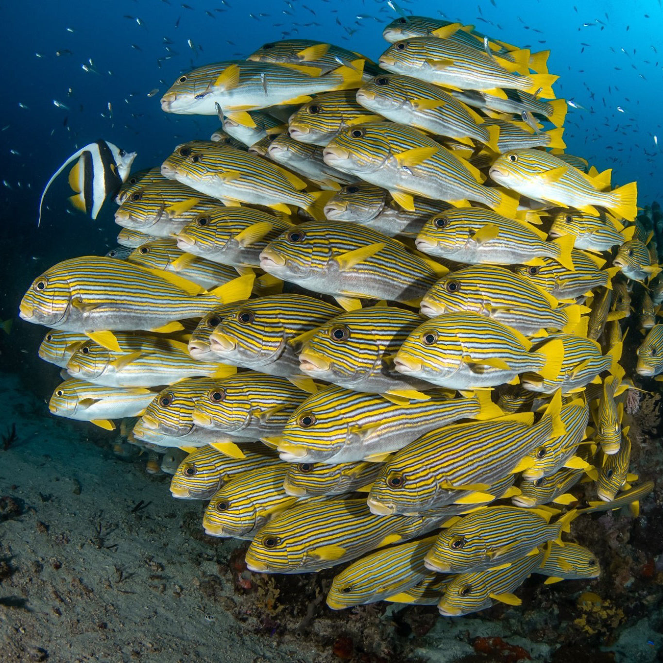 LIVEABOARD 5 days / 4 nights - Koh Haa, Hin Daeng & Hin Muang, Koh Phi Phi