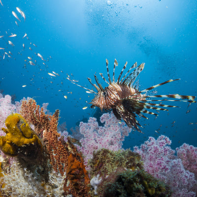 LIVEABOARD 5 days / 4 nights - Koh Haa, Hin Daeng & Hin Muang, Koh Phi Phi