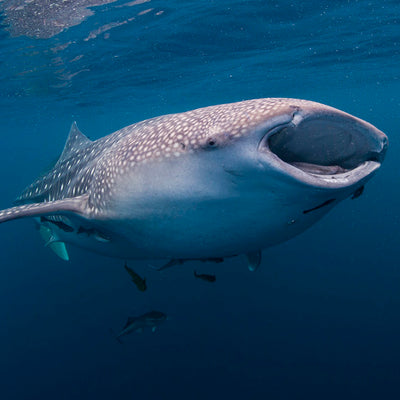 LIVEABOARD 7 days / 6 nights - Similan, Koh Bon, Koh Tachai, Richelieu, Surin Islands