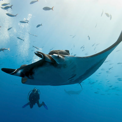 LIVEABOARD 7 days / 6 nights - Similan, Koh Bon, Koh Tachai, Richelieu, Surin Islands